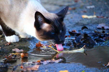 Tongue water siamese cat