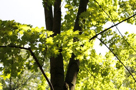 Nature leaves tribe