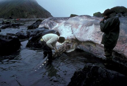 Husband image whale