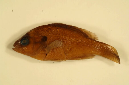 Lepomis auritus-1