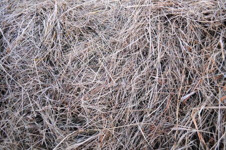 Dried fodder texture dry grass