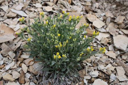 Dudley Bluffs twinpod plant
