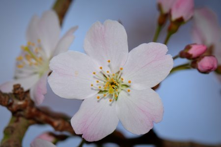 Blossom nature flower