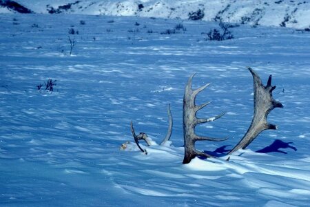 Caribou scene winter