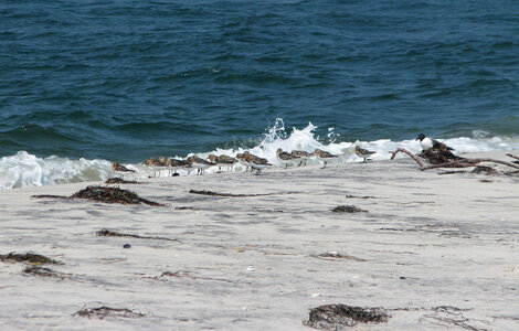 Sanderlings by the shore photo