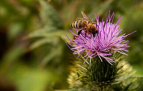 The name thistle plant vegetation