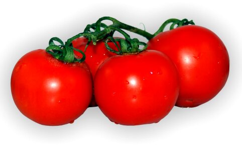 Food garden tomatoes photo