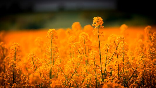 Yellow flower field photo