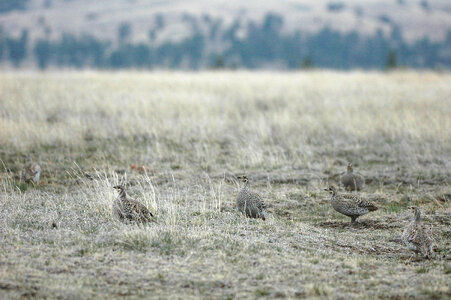 Sharp-tailed Grouse-4