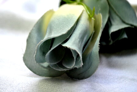 Paper Cloth Rose photo