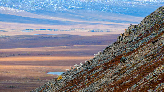Goats on the Steep Mountainside in Gates of the Arctic National Park photo