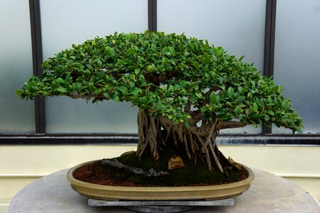 Bonsai potted green