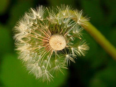 Meadow spring stalk