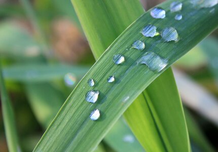 Droplet green leaf photo