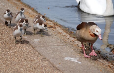 Chicks mother bird photo