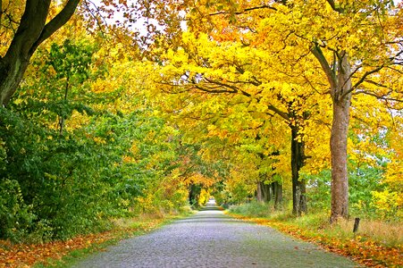 Acacia asphalt autumn photo