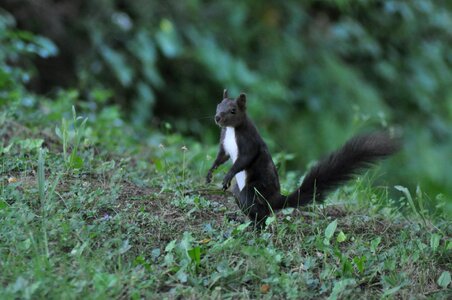 Wildlife wild zoology photo