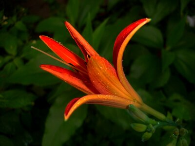 Flower garden summer