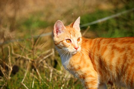 Adorable animal cat