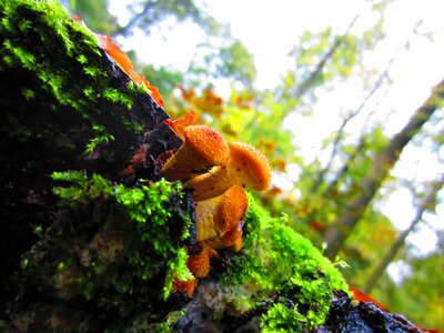 Natural fungus toadstool