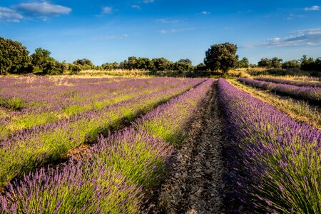 Levandulové field country southern france