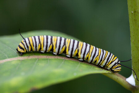 Monarch butterfly larvae feeding on milkweed-4