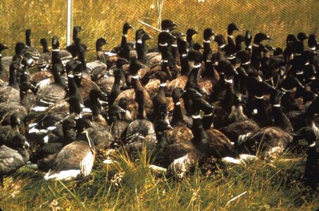 Goose operation 