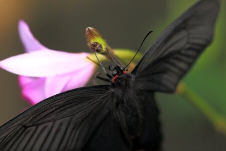 Animal arthropod beautiful