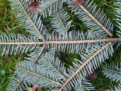 Silver fir white fir abies