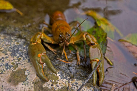 Rusty crayfish 