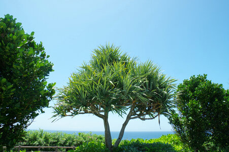 2 Palm trees