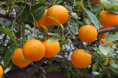Fruit oranges sóller