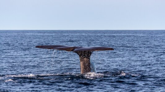 Fin sea marine mammals photo