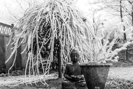 Tree garden black and white