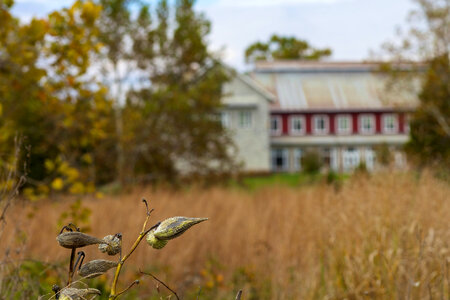 Milkweed pods in a field