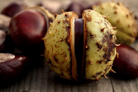 Autumn wood plant
