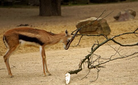Springbok horned zoo photo