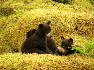 black bear cubs photo
