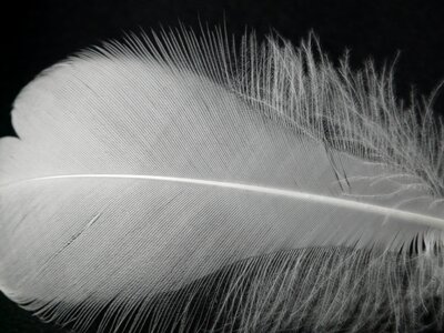 Down plumage bird