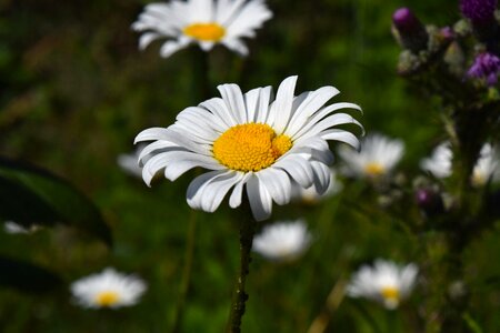 Flora plant genuine chamomile photo