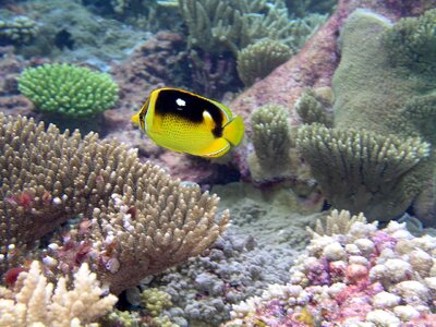 Butterfly butterfly fish fish photo