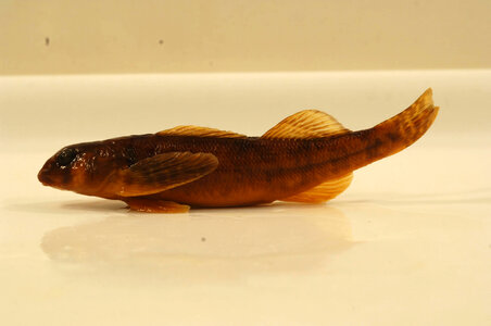 Etheostoma osburni-1