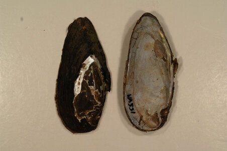Elliptio fisheriana-1