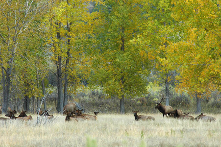 Rocky Mountain elk herd in a field of Fall Cottonwoods-3