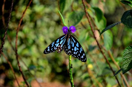 Purple Flower Butterfly Blue Tiger 2
