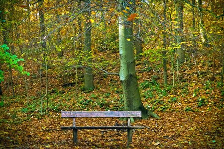 Bench flora forest