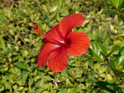 Malvaceae ornamental plant ornamental flower photo