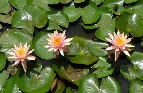 Aquatic beautiful flowers beautiful photo