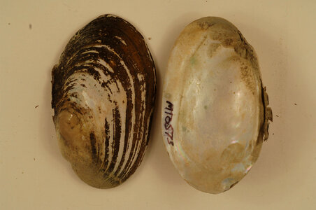 Lampsilis siliquoidea-2