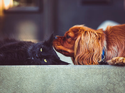 The Black Cat and Dog photo